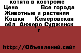 котята в костроме › Цена ­ 2 000 - Все города Животные и растения » Кошки   . Кемеровская обл.,Анжеро-Судженск г.